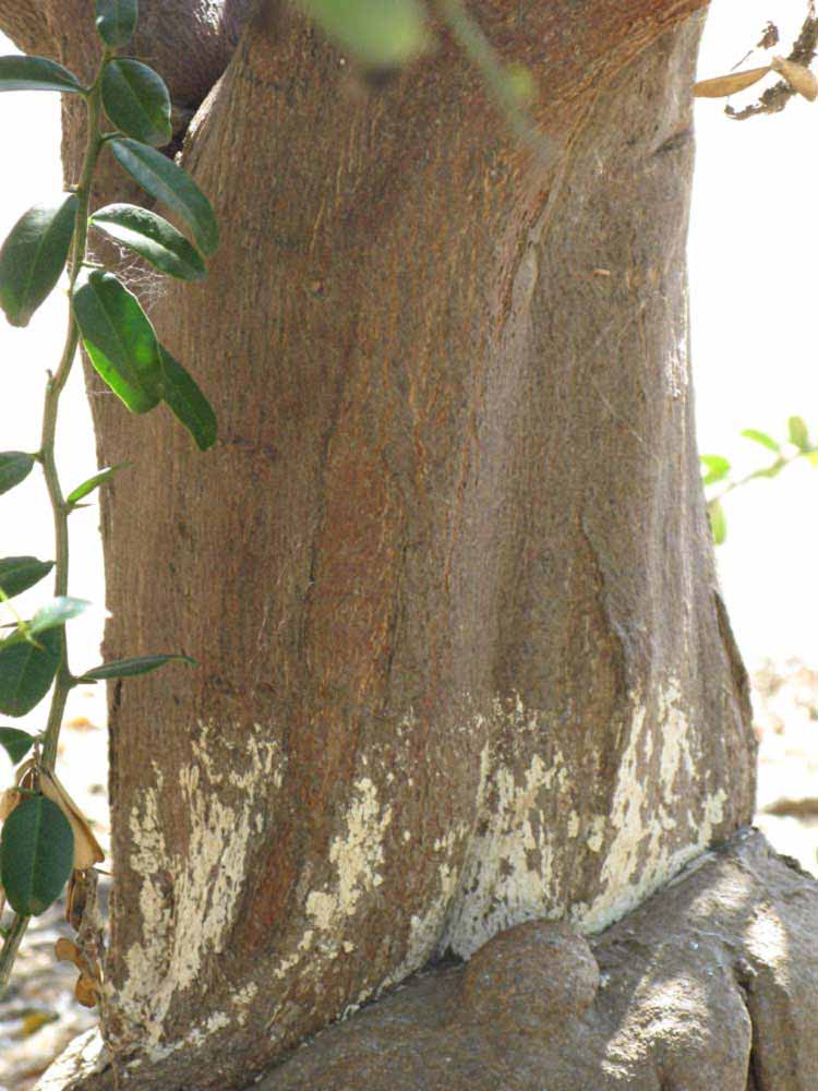            Bark (Riverside, CA)   